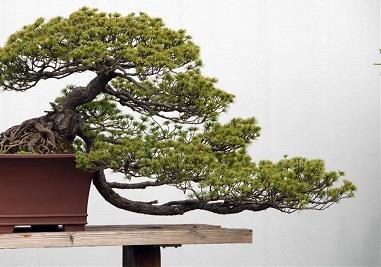 松树盆景怎么制作(松树盆景怎么制作的)