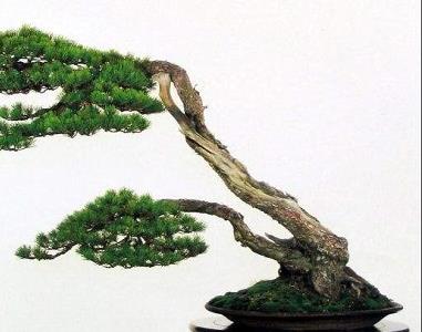 松树盆景怎么养护 松树盆景怎么养护浇水