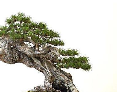 松树盆景的常见种类（松树盆景种类介绍）