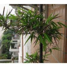 怎么制作紫竹盆景 怎么制作紫竹盆景造型