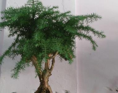 澳洲杉盆景怎么养护（澳洲杉的寓意和象征）