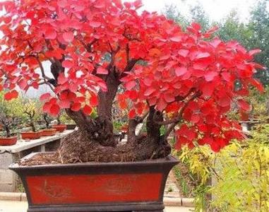 黄栌盆景怎么养护（黄栌盆景怎么养护和管理）