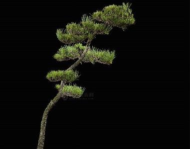 黑松盆景怎么制作（黑松盆景制作方法）