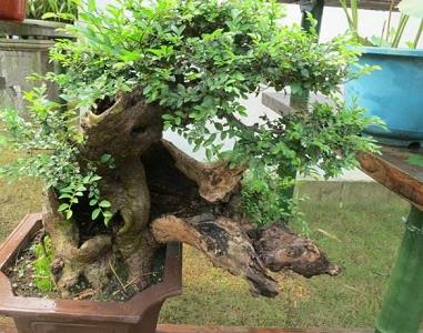 树桩盆景用什么土最好（盆栽树桩用什么土栽好）