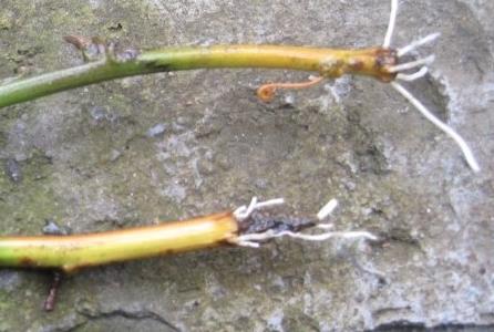 阳台种盆百香果,枝条“扦插”成活快,年年结果吃不完!