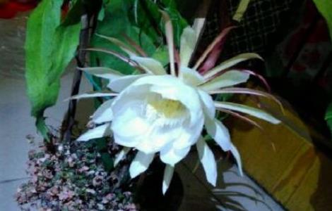 怎么让昙花白天开花 怎样让昙花白天开花