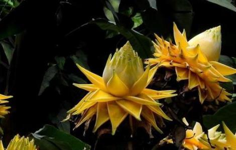 地涌金莲怎么栽培（地涌金莲栽培视频）