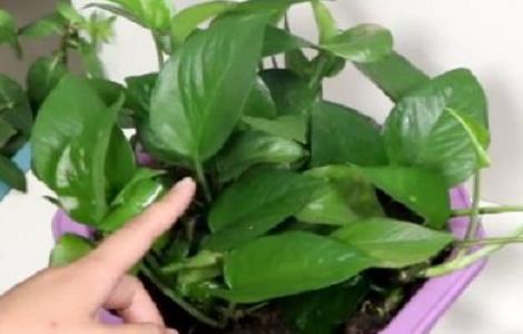 绿萝喜阴还是喜阳 绿萝喜阴还是喜阳几天浇一次水