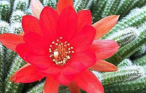 仙人指掉叶子是怎么回事 仙人指叶子软了怎么回事