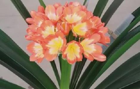 怎样防止君子兰夹箭,夹箭怎么办 君子兰夹箭该怎么办