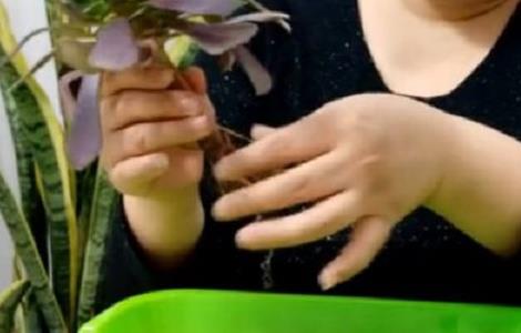 黑法师怎么上盆（新买的黑法师怎么上盆）