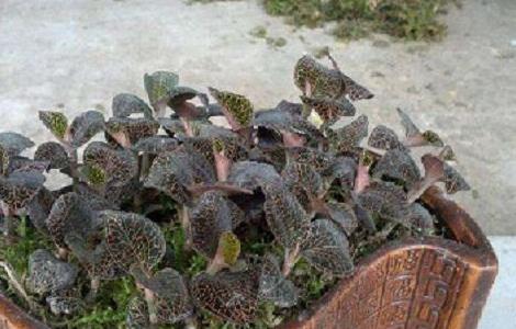 金线莲的病虫害及其防治 金线莲病虫有哪防治技术