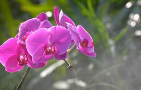 兰草发黄枯萎什么原因 兰草干枯发黄是什么原因