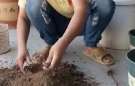 盆栽桂花怎样配盆土（盆栽桂花怎样配盆土好）