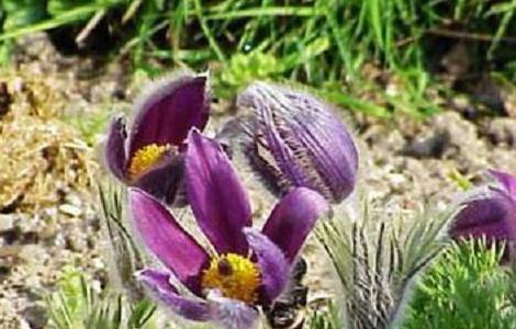 白头翁的病虫害及其防治(白头翁病虫害图片及防治)