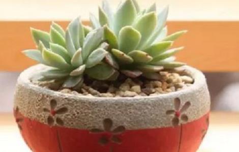 盆栽多肉植物怎么养才漂亮(多肉植物怎么养才漂亮?)