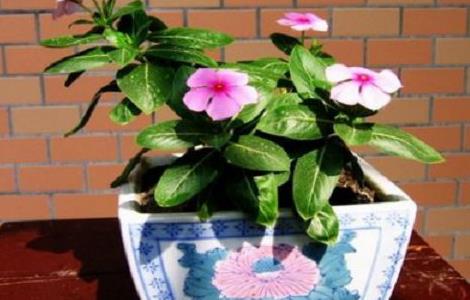 长春花叶子打卷、卷曲怎么办 长春花叶子打卷怎么回事