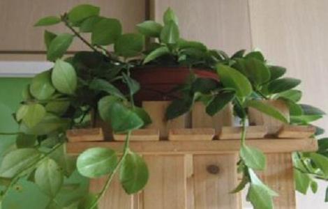 口红吊兰移栽方法 口红吊兰移栽方法视频