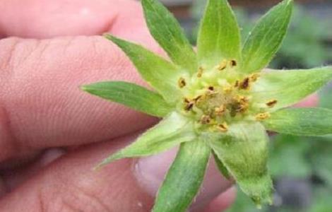 影响草莓花芽分化的因素（影响草莓花芽分化的因素综述）