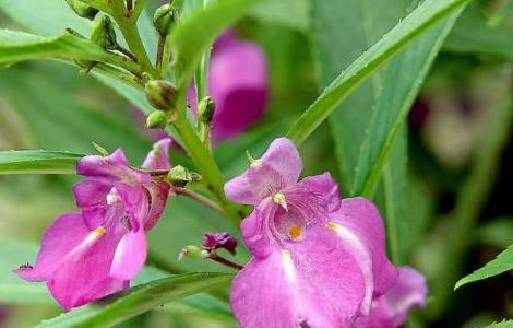 凤仙花的栽培方法（凤仙花的栽培方法 凤仙花怎么养）