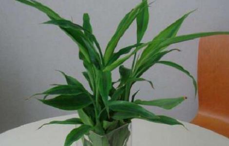 新买的富贵竹怎么水养，水养富贵竹小技巧