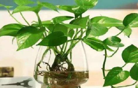 土养绿萝怎样变水养（土养绿萝怎样变水养的）