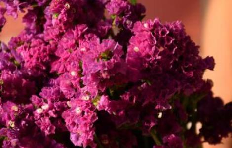 勿忘我发表什么 勿忘我怎么写的