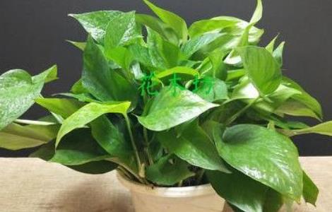 绿萝的繁殖方法和注意事项,水培或土培扦插