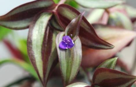 吊竹梅怎么修剪（吊竹梅怎么修剪才好看）