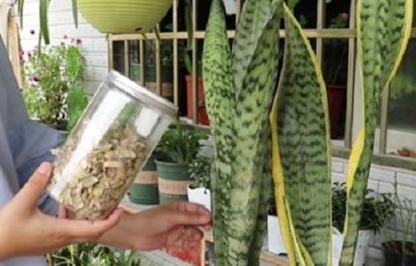 虎皮兰怎么养发芽多 虎皮兰怎么养才能够发芽快养的好