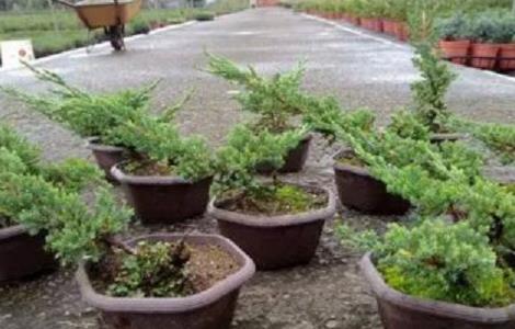 桧柏盆景养护管理 桧柏种植养护技巧