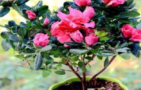 杜鹃花适合哪些肥料，施什么肥最好 杜鹃花适合哪些肥料,施什么肥最好呢