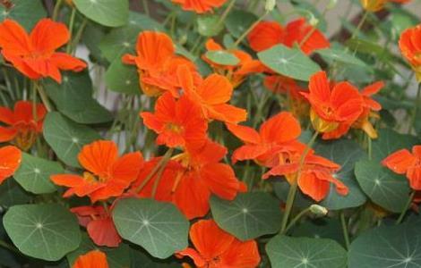 旱地莲种子怎么种（旱地莲种子图片）