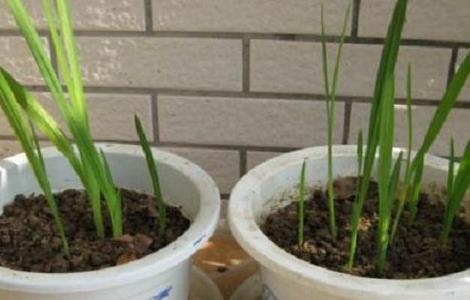 香雪兰长太高怎么办 香雪兰长太高怎么办呢