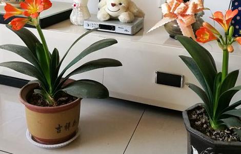 君子兰春化处理方法（君子兰春化需要多少温度和时间）