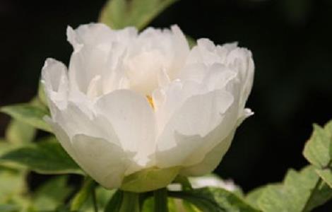 牡丹花不开花怎么办（牡丹不开花怎么办?）