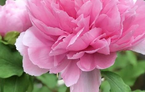 月季花用什么土栽培好 月季花用什么土栽培好看