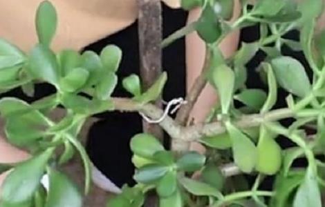 换盆后玉树蔫了怎么办 玉树换盆后掉叶怎么办