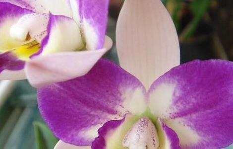 卡特兰分株繁殖及日常管理（卡特兰的栽培技术）