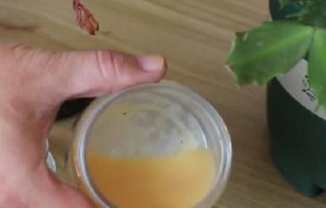 刚成活的小蟹爪兰施什么肥 蟹爪兰用什么施肥