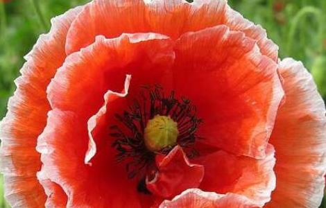 虞美人养殖方法和注意事项(虞美人养殖方法和注意事项图片)