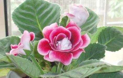 大岩桐的种球在冬季可以切开繁殖吗（大岩桐的种球在冬季可以切开繁殖吗）