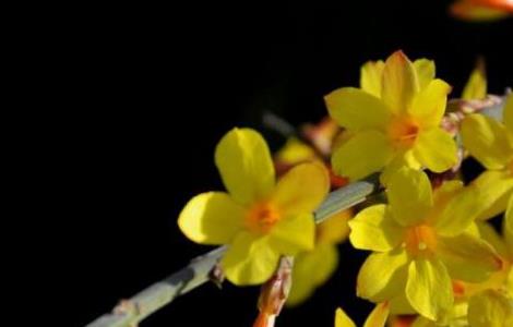 迎春花有哪些扦插技巧 迎春花的扦插方法和注意事项