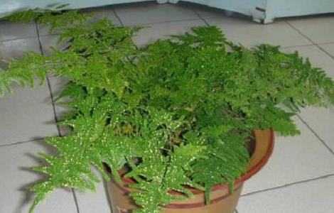 矮文竹怎样养才能矮壮，矮文竹的养殖方法