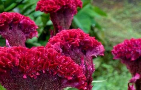 鸡冠花四季的浇水方法 鸡冠花怎样浇水