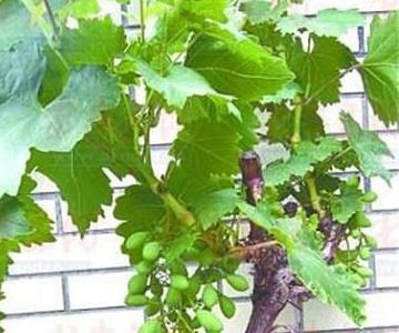 葡萄盆景的制作养护 葡萄盆景制作与管理