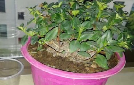 金鱼吊兰叶子干瘪，是怎么原因（金鱼吊兰发蔫掉叶）