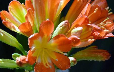 君子兰喝白酒能开花吗 君子兰喝白酒能开花吗视频