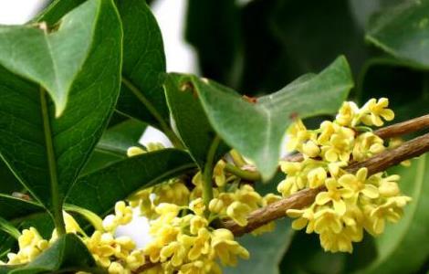 桂花有毒吗 桂花有毒吗,闻多了,有毒吗?