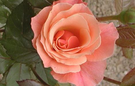 月季花可以嫁接在哪些树（月季花可以嫁接在哪些树上）